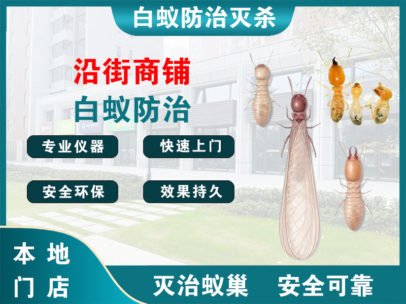 文成沿街商铺白蚁防治