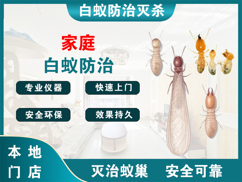 文成家庭白蚁防治