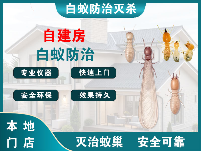 文成自建房白蚁防治