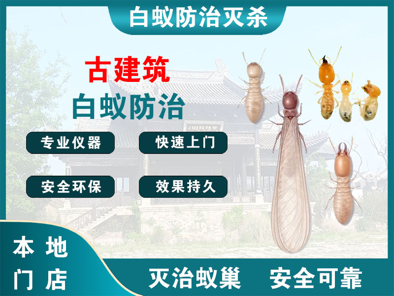 文成古建筑白蚁防治