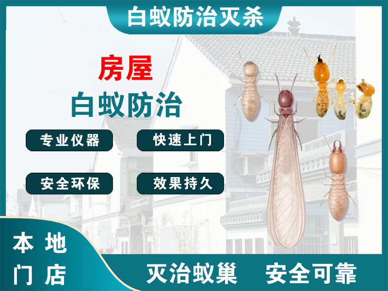 文成房屋白蚁防治